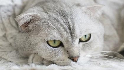 2026年政府工作报告要点一览，券商首席把脉2026年A股投资方向